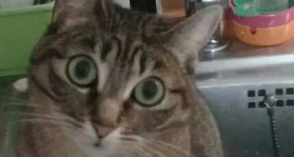 Punga e Balù, poi c’è la gattina Mao e anche un piccolo cincillà