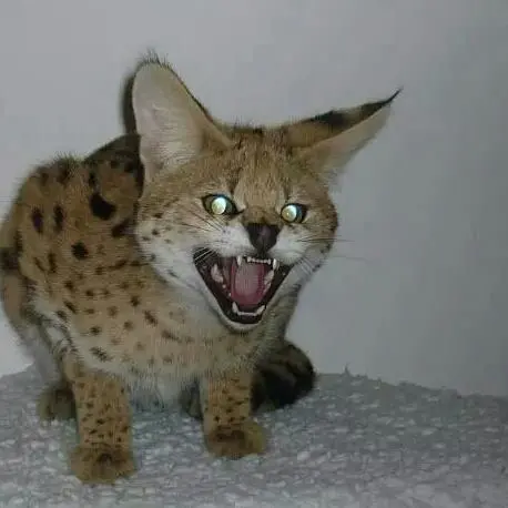 Bolzano: scontro tra periti sul gattopardo Chiku