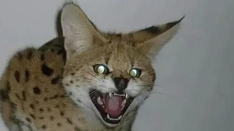 Bolzano: scontro tra periti sul gattopardo Chiku
