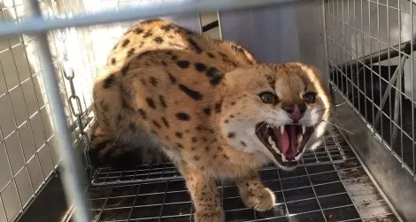 Bologna o Grosseto per il gattopardo