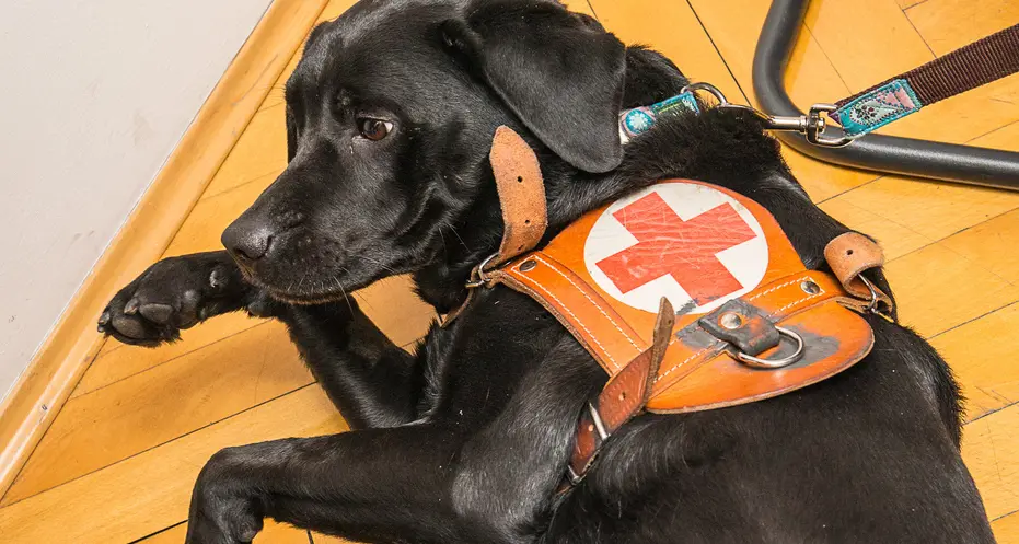 Cure gratuite ai cani dei ciechi