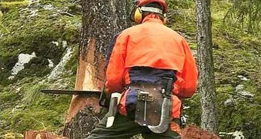Gli cade addosso un albero, grave boscaiolo di Monte San Pietro