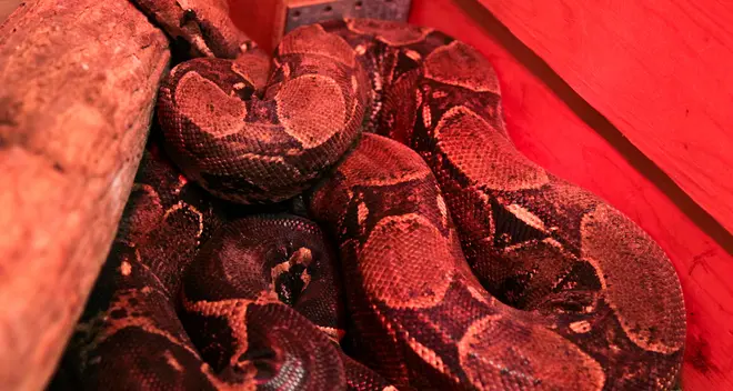 Boa e iguana, la moda degli animali “usa e getta”