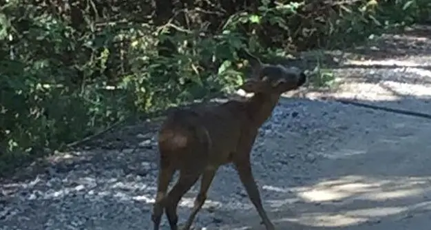 Incontri ravvicinati: un piccolo \"Bambi\" lungo i sentieri della valle di Mules