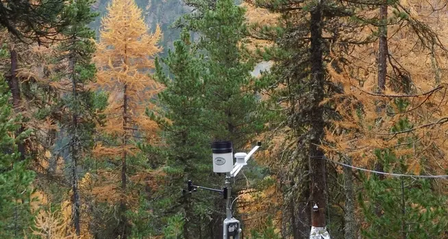 Larici e cirmoli ci dicono come cambia il clima