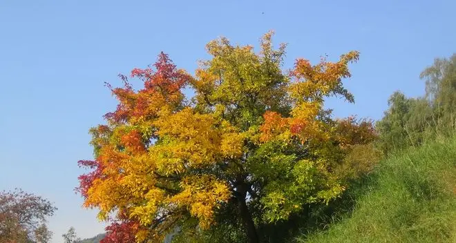 Autunno multicolor: le foto dei lettori