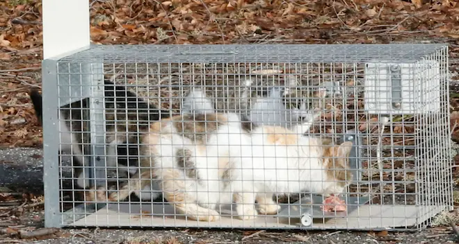 Nell’ex campo rom di Castel Firmiano decine di gatti malati