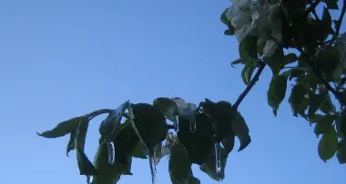 Gelata, rovinato un quarto del raccolto
