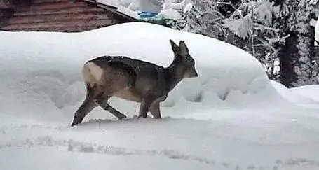 La strage di cervi e caprioli, uccisi dalla troppa neve in quota