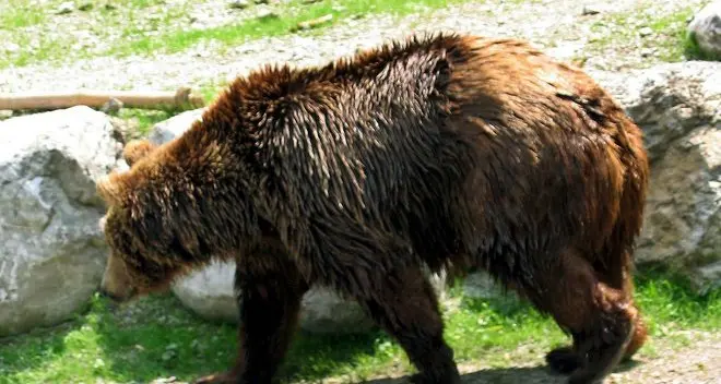 Animali: orso avvistato fra Appiano e Predonico