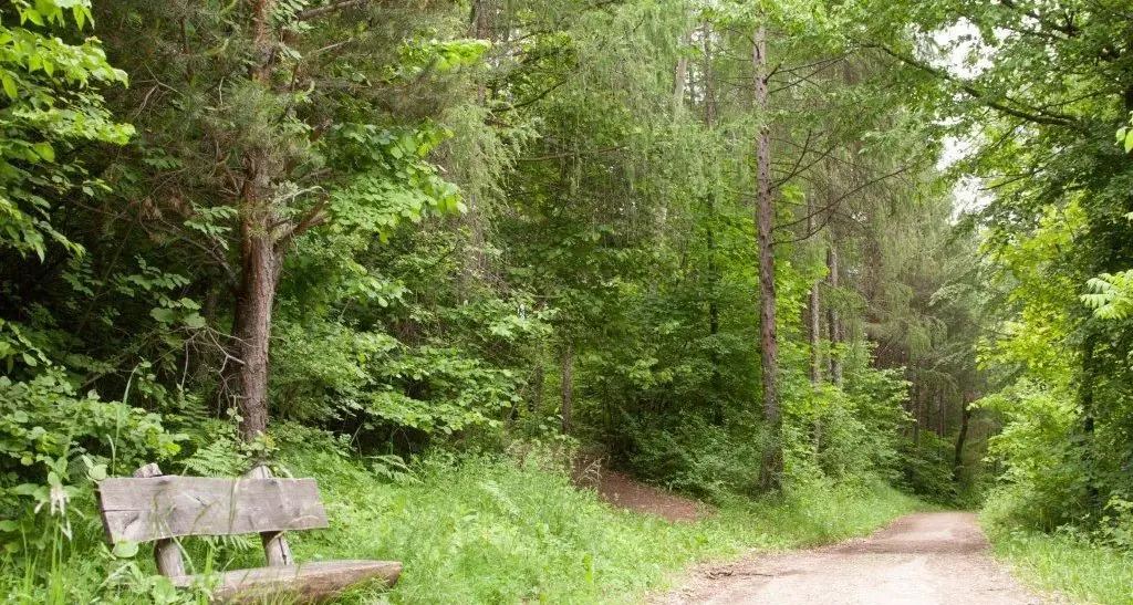 Appiano, da bosco a viti: contrari gli ambientalisti