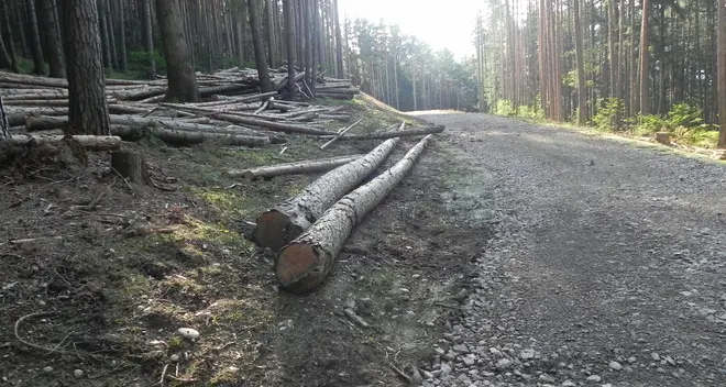 Una strada camionabile squarcia il bosco di Tagusa