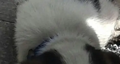 Elemosina col cucciolo: cane sequestrato