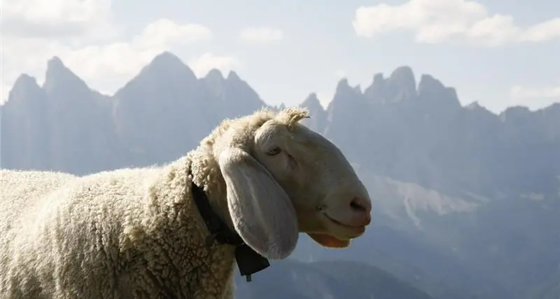 Lingua blu, paura per i bovini altoatesini all'alpeggio nel bellunese