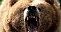 Orsi, lupi, grizzly e caribù: grandi mammiferi a rischio