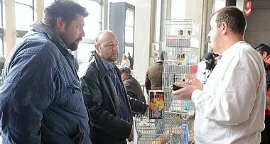 Bolzano: i colori dei canarini hanno attirato in Fiera allevatori e curiosi