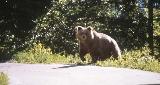 Investito un orso in Trentino, illesi i passeggeri della auto