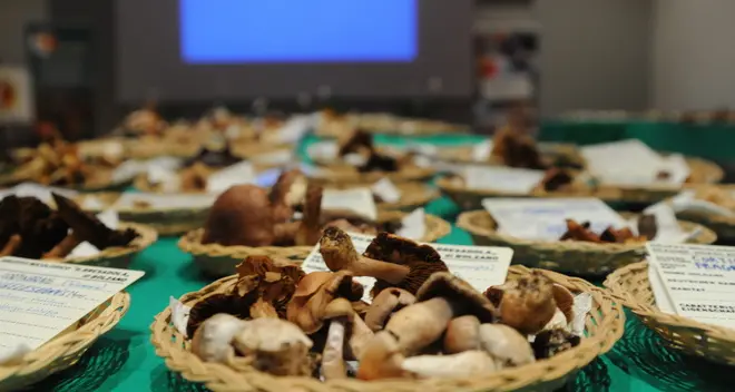 Workshop per bambini dedicato ai funghi