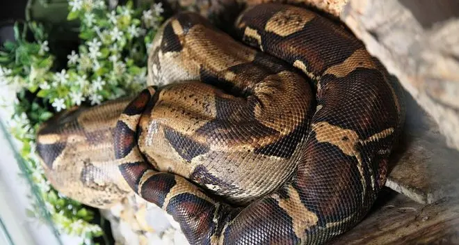Catturato un altro boa constrictor in val d’Ega
