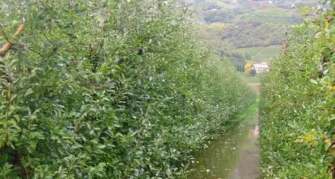 Pioggia, disagi e timori nelle campagne della Bassa