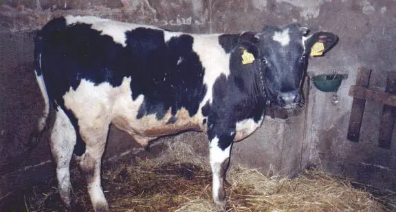 Agricoltore caricato e travolto da una mucca