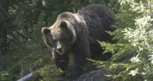 In Alto Adige vaga un orso amico dell'uomo
