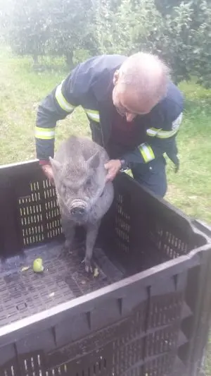 I pompieri salvano un maialino vietnamita tra Bolzano e Settequerce