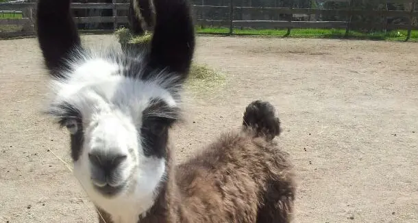 Sul Renon è nata Amata, la prima cucciola di lama altoatesina