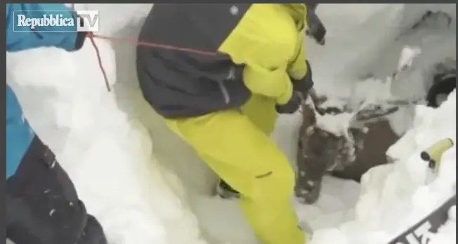 Intrappolato nella neve fresca: cervo salvato dagli sciatori