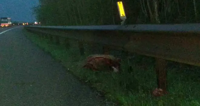 Cervo attraversa la A22 Tragedia sfiorata a Vadena