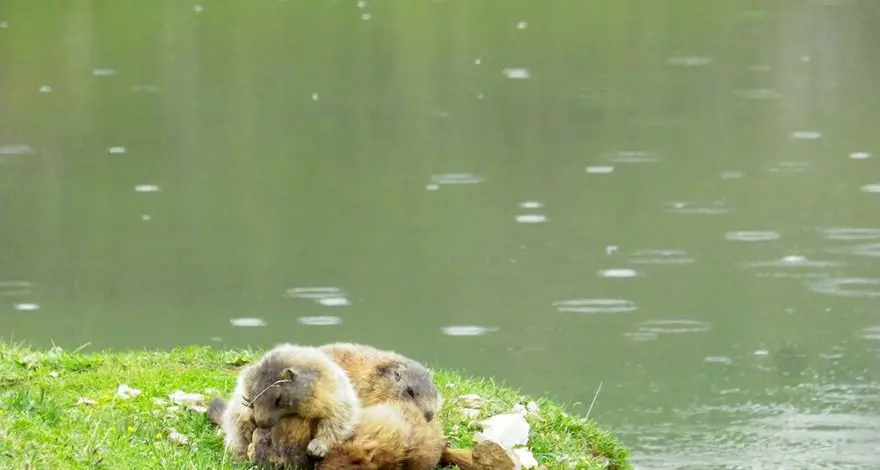 La “lotta” delle marmotte all’Alpe di Fanes