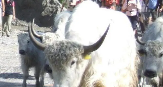 Contadino caricato da mamma yak