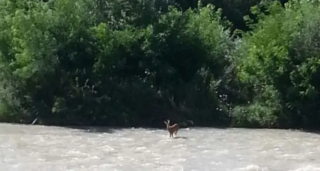 Torna il capriolo di Bolzano che vive lungo l'Isarco