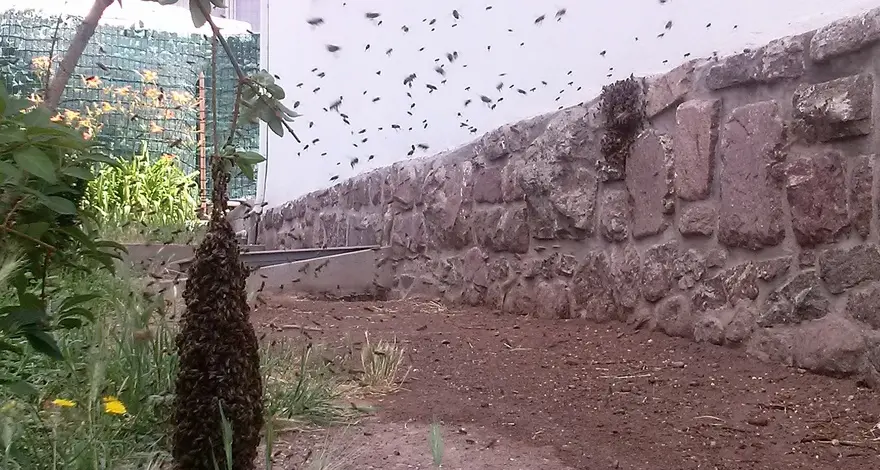 Casa e giardino “invasi” dalle api a Pineta di Laives