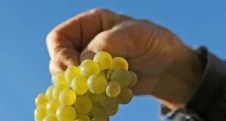 Naturno capitale del Riesling