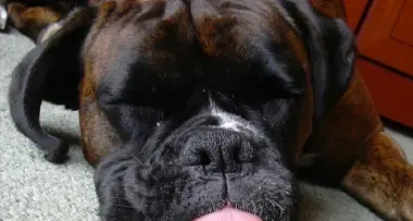 Cane veglia per ore padrona morta in casa