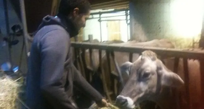 Contadino colpito da una mucca nella stalla: è grave