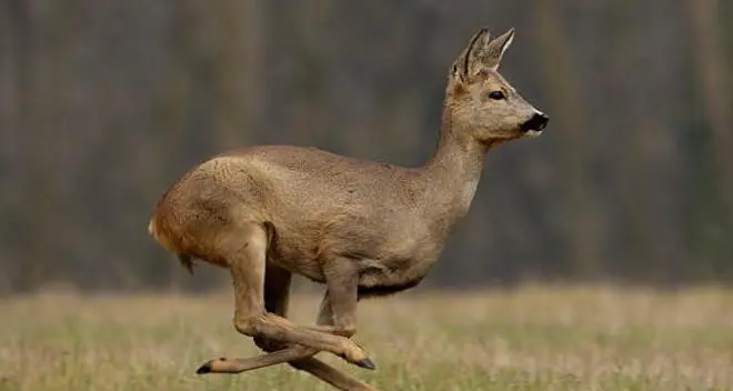 Alla gara dei cacciatori camosci e caprioli in palio