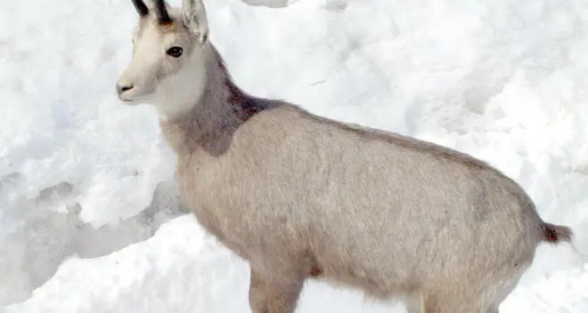 Gli animalisti: i cacciatori fermino quella barbarie