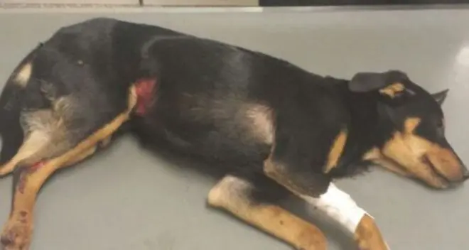 Cane investito in Zona, la macchina non si ferma