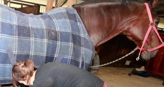 Schiacciata dal cavallo nella stalla, grave una donna di 30 anni