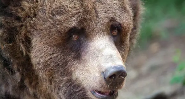 Con l'orso il silenzio non d'oro