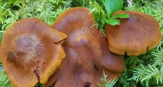 Bolzano, i boschi invasi dai funghi velenosi: «Fate attenzione»