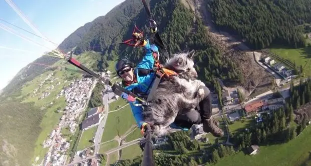 Parapendio, che passione per Alex e la cagnetta Tea