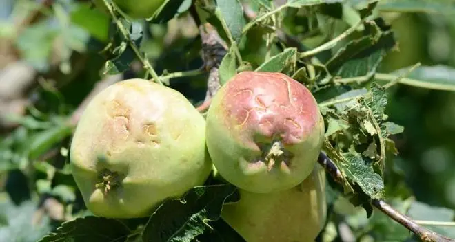 Danni da grandine ai frutteti, la Provincia interviene solo «per casi gravi»