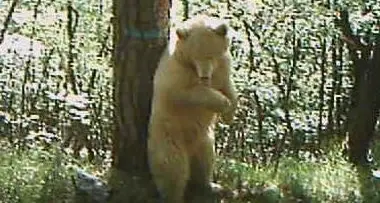 Fauna: in Trentino spunta un orso «bianco», ripreso dalle telecamere / Foto
