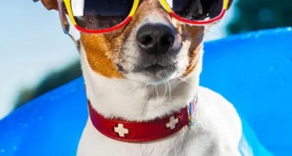 Con Fido in vacanza, attenzione ai viaggi troppo lunghi