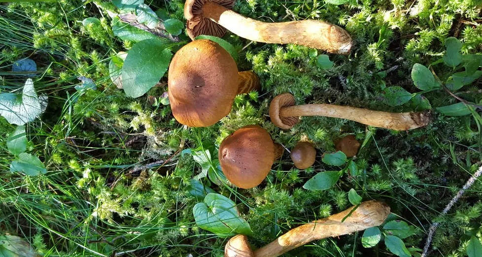 L’esperto: «Attenzione ai funghi velenosi»