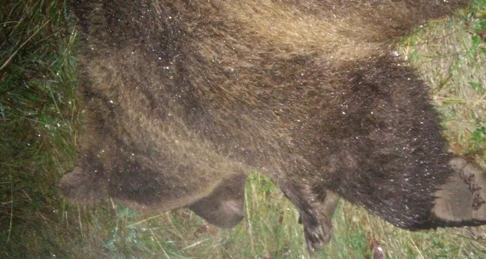 Catturata e liberata l’orsa che aggredì il podista