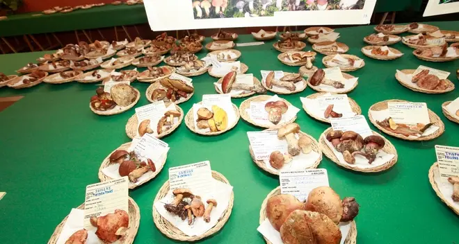 I funghi dell’Alto Adige in mostra al Museo di via Bottai